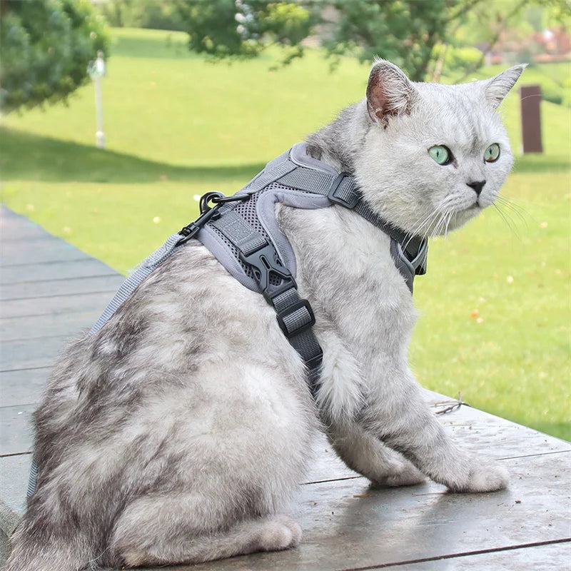 Cat Harness